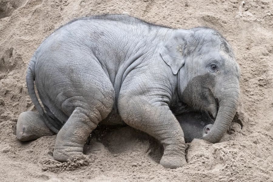 Elefanten-Bulle Umesh im Zürcher Zoo.