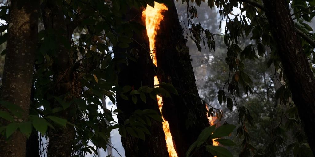 Waldbrände an französischer Atlantikküste dauern an