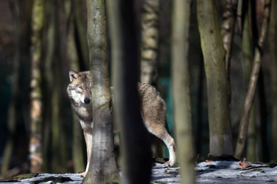 Bäume Wolf Winter Wald