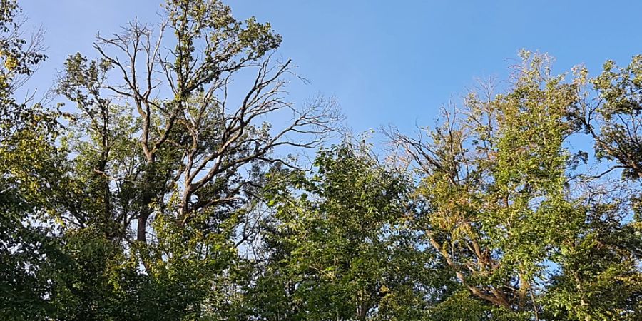 Etliche erholten sich nach der Trockenheit 2018 nicht mehr: Buchen im Hardwald bei Basel.