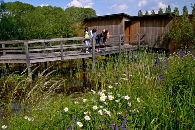 Das BirdLife-Naturzentrum La Sauge liegt mitten in der Grande Cariçaie, einem Feuchtgebiet, das fast das gesamte Südufer des Neuenburgersees einnimmt. Hier leben mehr als 800 Pflanzen- und 10 000 Tierarten, also rund ein Viertel der ganzen Schweizer Flora und Fauna. Ausflug Schweiz Kinder Familie
