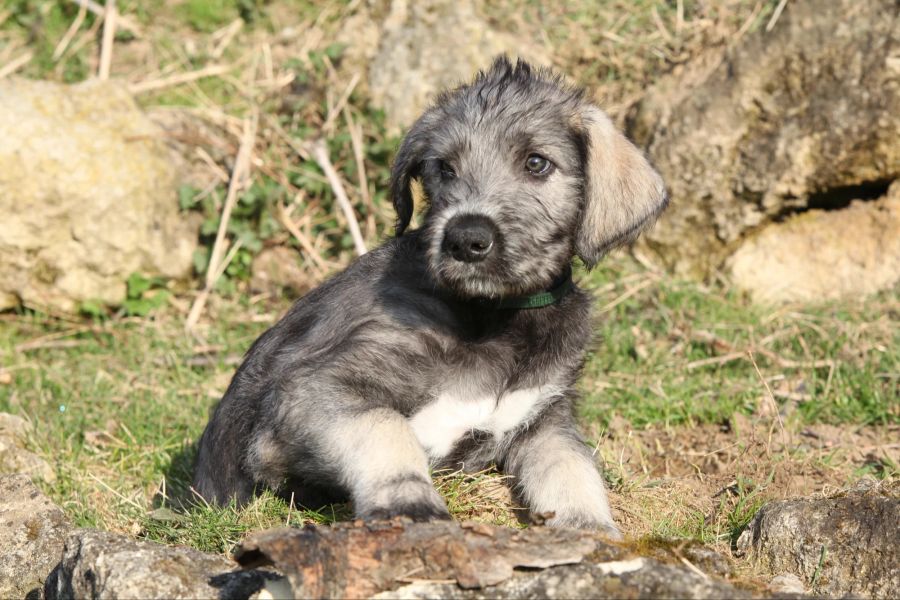 Schöner irischer Wolfshund Welpe