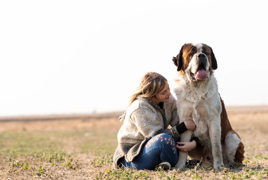 Wiese Hund Bernhardiner Frau