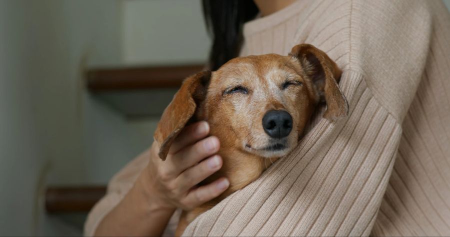 Frau streichelt Hund