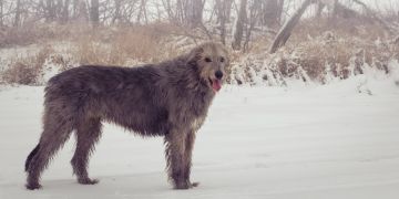 Irischer Wolfshund im Schnee