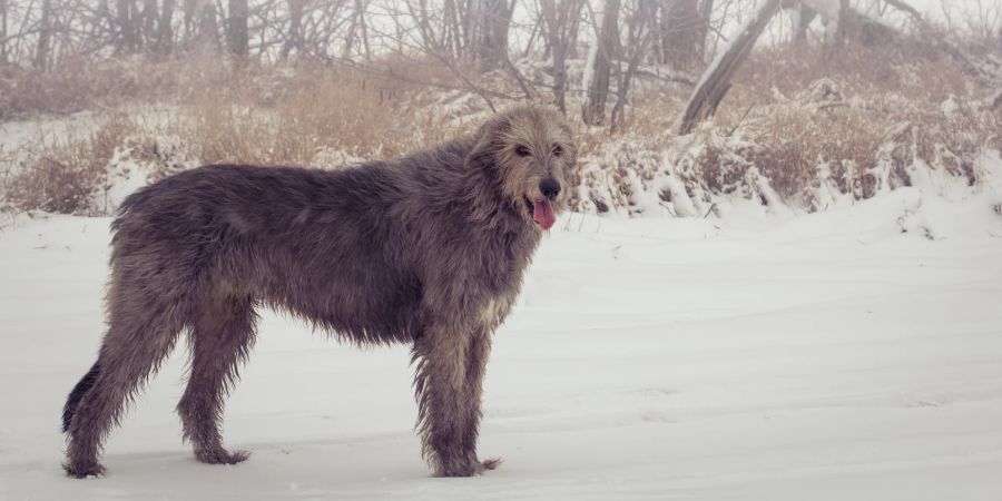 Irischer Wolfshund im Schnee