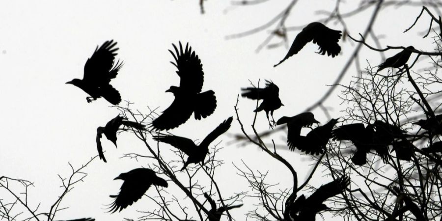 Die Leserin ist sich sicher: Die Krähe wollte sie alarmieren. (Symbolbild)