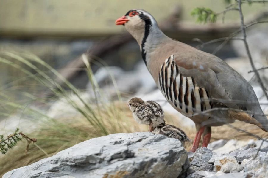 Im Tierpark Bern wimmelt es nur von (tierischen) Familienausflügen – auch dieses Alpensteinhuhn führt ihre Küken herum.