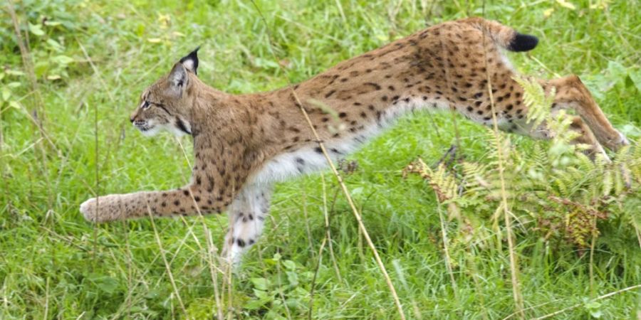 Luchs