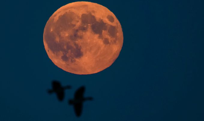 Der Vollmond mit vorbeifliegenden Gänsen aufgenommen in Brandenburg, Deutschland. (Archivbild) Vollmond Gänse