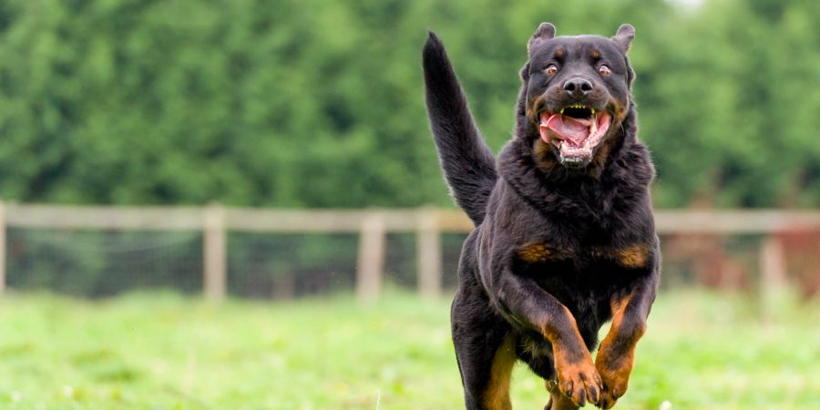 Rottweiler Adlikon