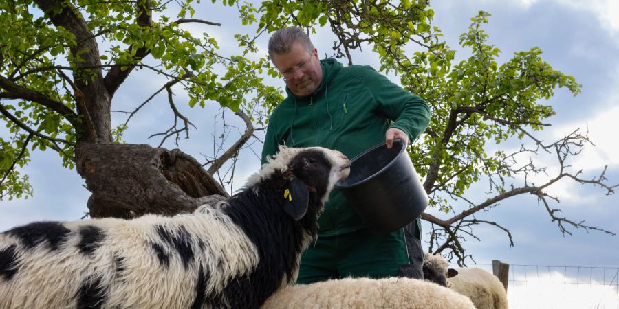 Asyl finden die Böcke auf der Farm des schwulen Schäfers Michael Stücke in Löhne (D).