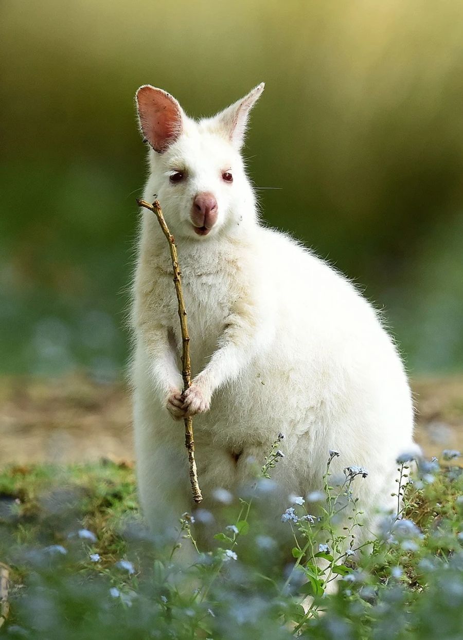 Albino-Wallaby