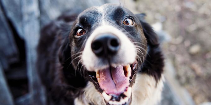 Die 13-jährige Gita rettet in Washington ihrem Besitzer wahrscheinlich das Leben, als sie nach seinem Sturz Hilfe holt. (Symbolbild) Rettung Hund Washington