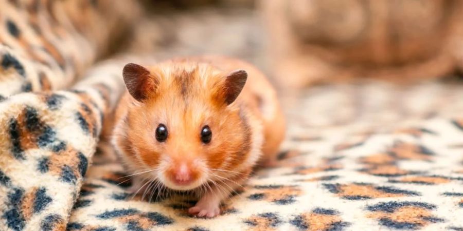 Der Hamster einer Familie in Spanien hat am Freitag die Mutter gebissen.