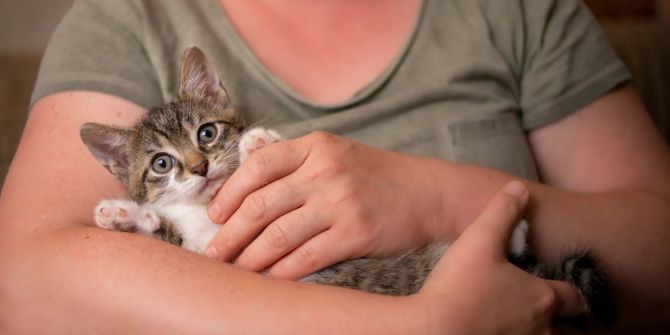 Katze in den Armen einer Frau