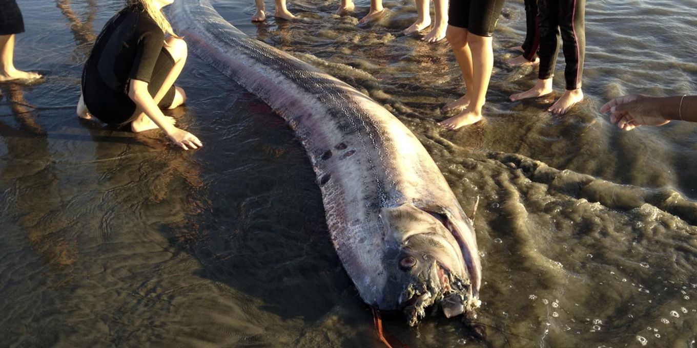 geheimnisvolle-riemenfische-in-kalifornien-angesp-lt-nau-ch