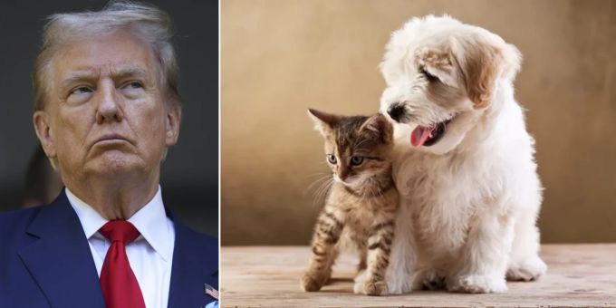 Kolumne - Trump: Warum ist es so absurd, Hunde und Katzen zu essen?