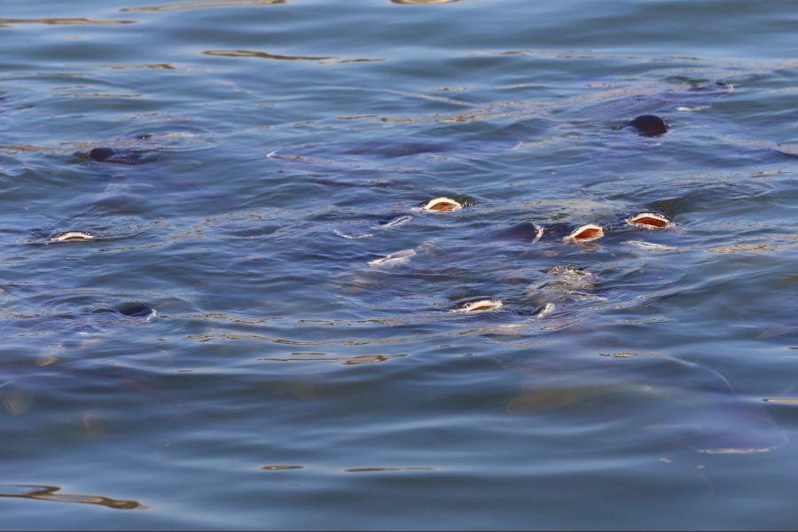 Swai-Fische im Wasser