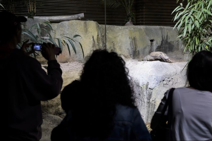 Im Aquatis lebt ein Komodowaran, da Komodowarane ein ausgeprägtes Territorialverhalten haben. Somit würden Streitereien bis zum Tode führen können.