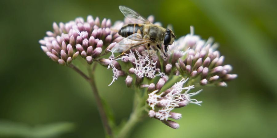 Schweiz Abstimmung September Biodiversitätsinitiative