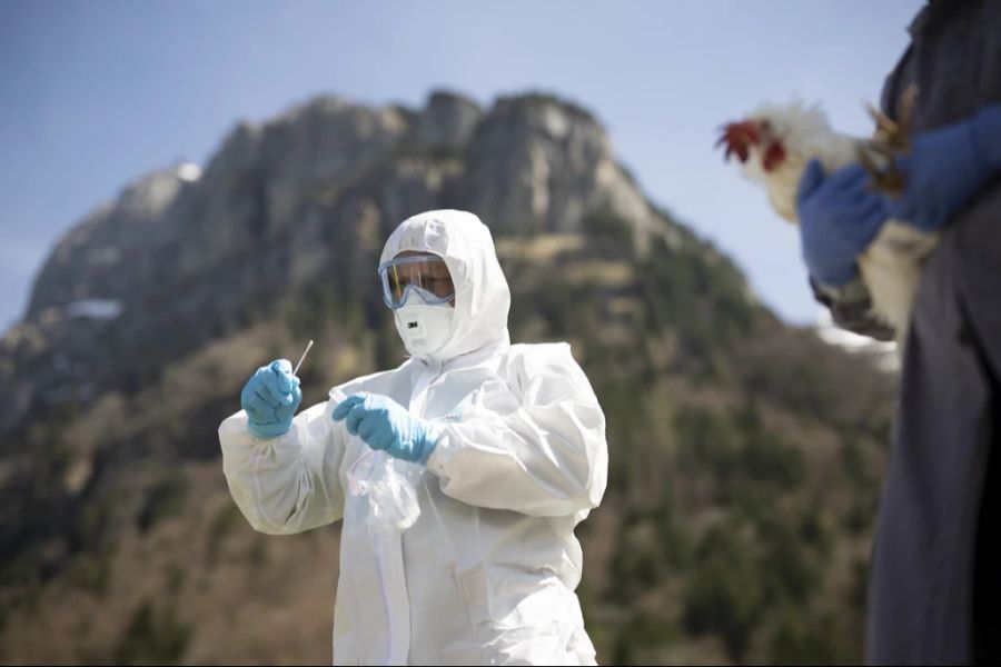 Allerdings ist in der Schweiz aktuell die Wahrscheinlichkeit einer Übertragung der Vogelgrippe auf den Menschen sehr gering.