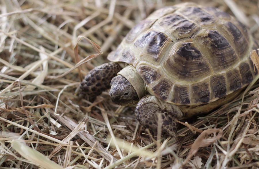 Kleine, irdene Schildkröte sitzt auf dem Boden.