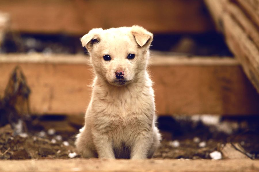 Bis sich Hunde an ein neues Haus und die Hundebesitzer gewöhnen, brauchen frische Hundeeltern viel Geduld.