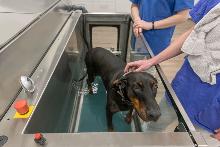 In der Physiotherapie kommen auch spezielle Unterwasserlaufbänder zum Einsatz.