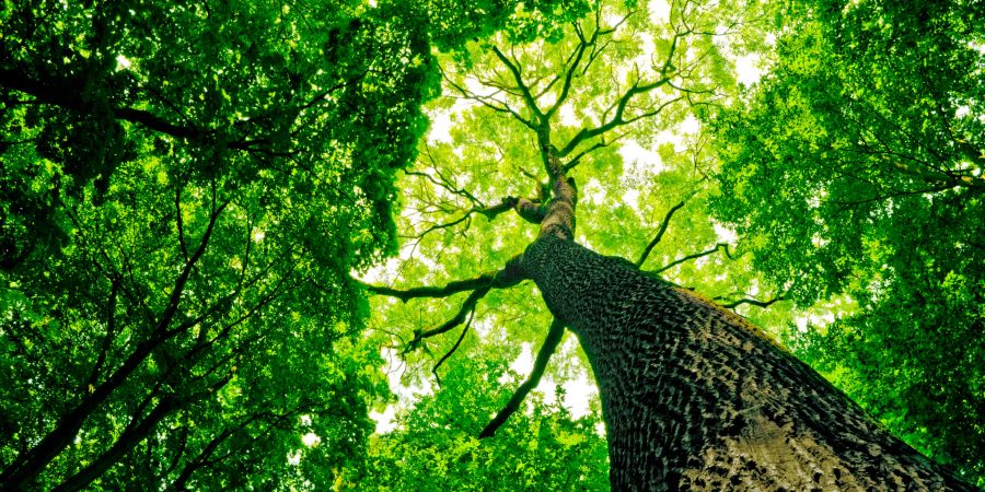 Baum im Sonnenlicht.