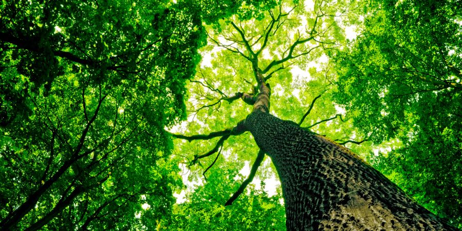 Baum