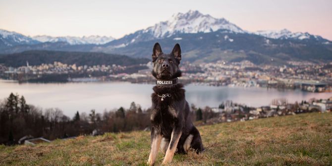 Polizeihund Norak.