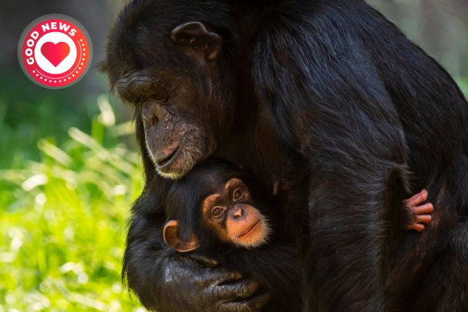 Bonobo