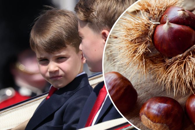 Prinz Louis Kastanien Conker