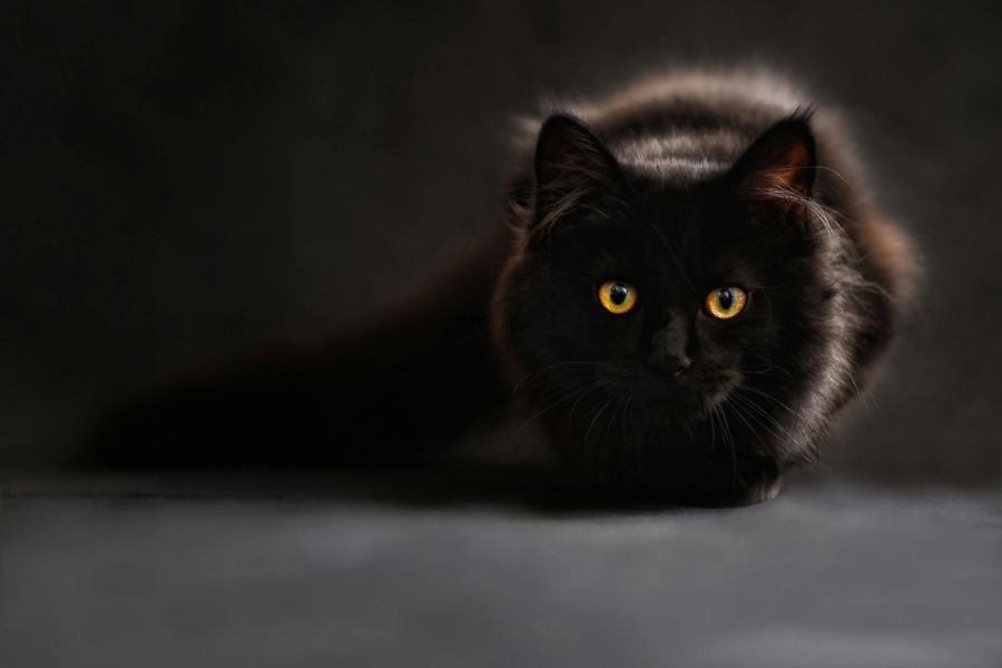 katzen schwarz halloween