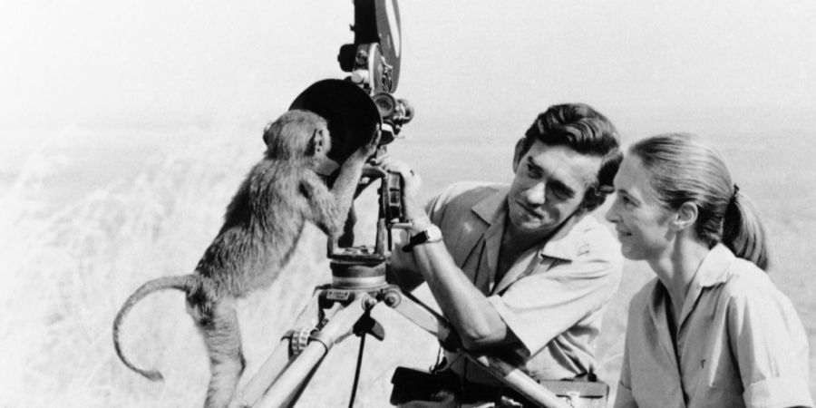 Jane Goodall