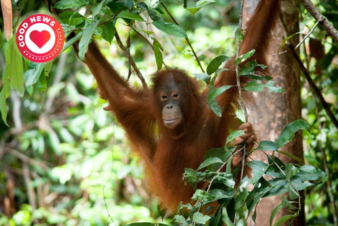 Borneo Orang-Utan