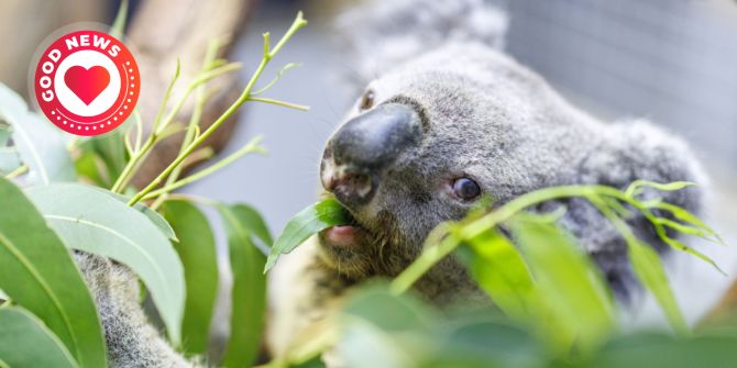 Koala
