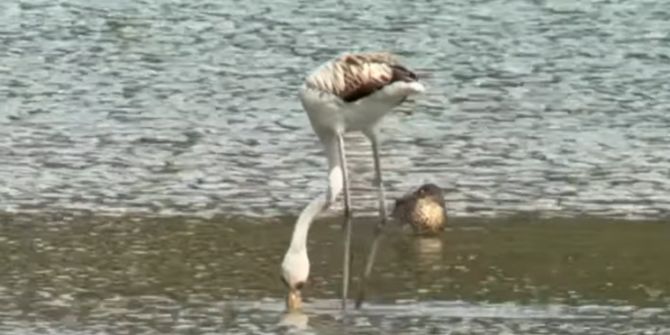 junger Flamingo