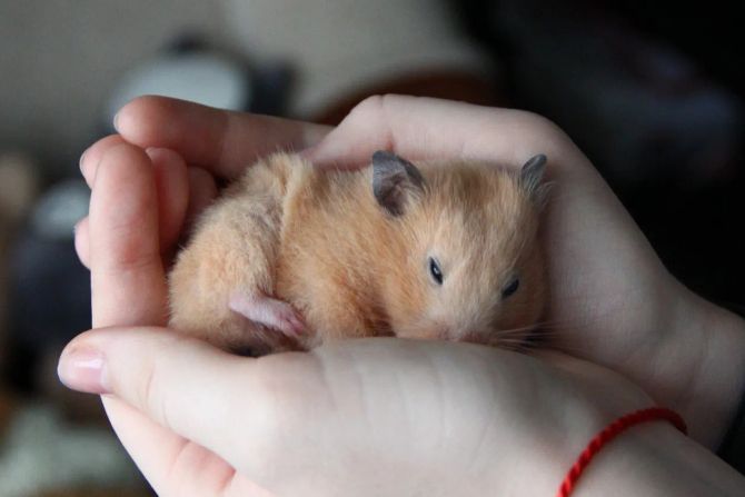 Hamster Winterschlaf Hände