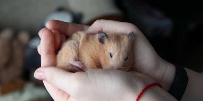 Hamster Winterschlaf Hände