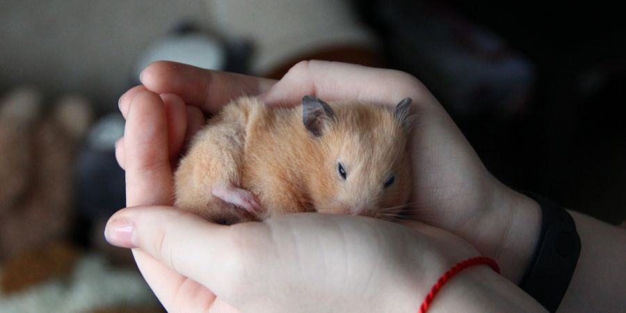 Hamster Winterschlaf Hände