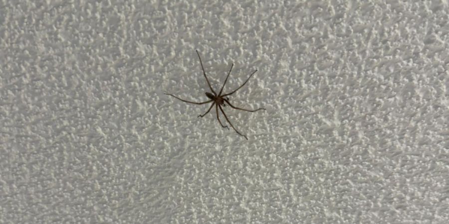 Spinne in der Wohnung