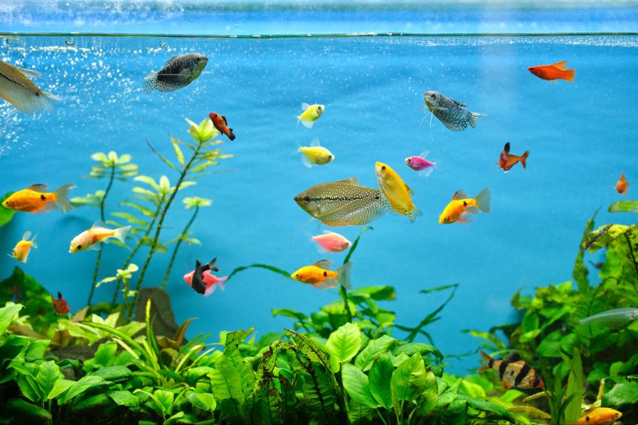 fisch glücklich