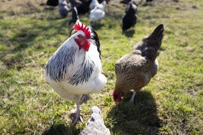 Huhn Hühner Vogelgrippe