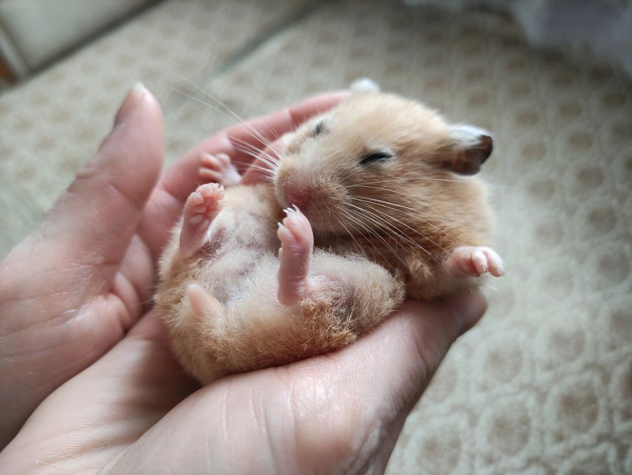 hamster winterschlaf