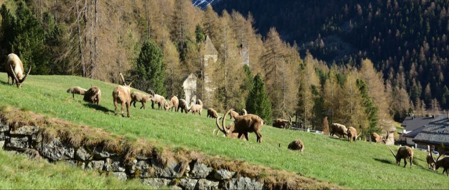 Steinböcke Pontresina