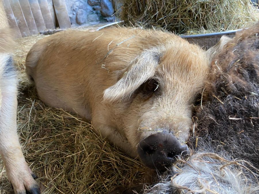 «Aber ich muss vernünftig sein, der Unterhalt der Schweine braucht viele Ressourcen», sagt Lorena Zürcher.