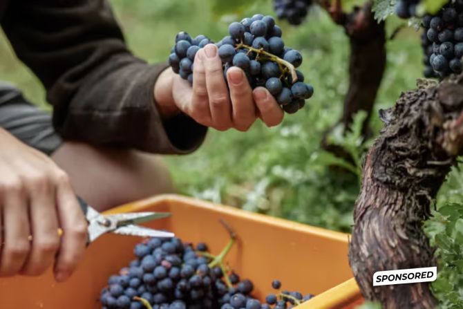 Swiss Wine Promotion