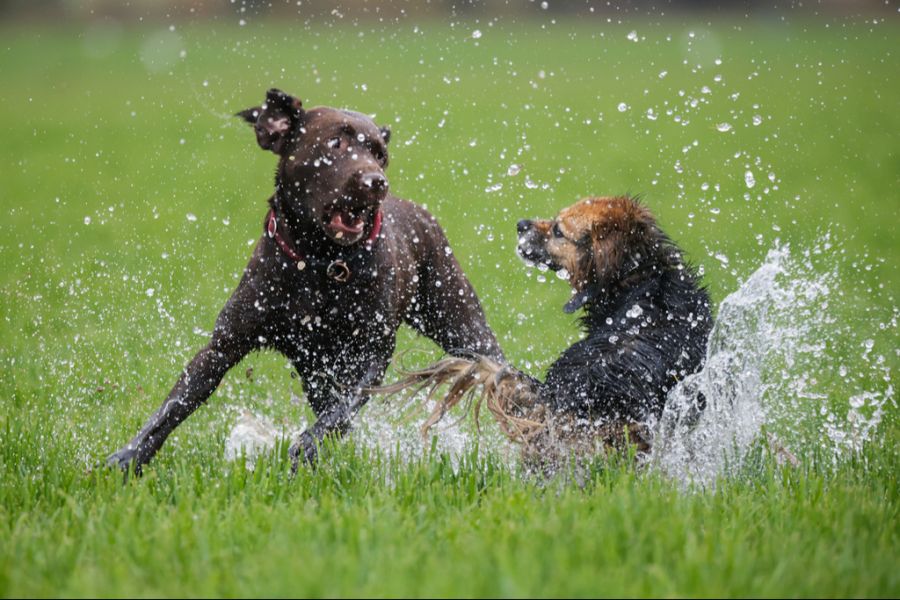 120 vernachlässigte Hunde eines Hofs in Ramiswil SO wurden eingeschläfert. (Symbolbild)